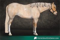 Horse Color:Palomino Roan Tobiano 