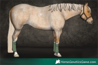 Horse Color:Palomino Roan Tobiano 
