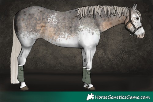Horse Color:White Spotted Silver Smoky Blue Roan 