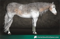 Horse Color:White Spotted Silver Smoky Blue Roan