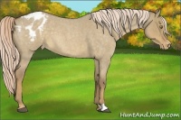 Horse Color:Chocolate Palomino Roan Dun Blanket