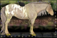 Horse Color:Chocolate Palomino Roan Appaloosa 