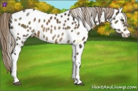 Horse Color:Chocolate Palomino Roan Near Leopard 