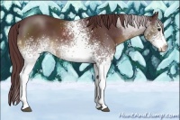 Horse Color:White Spotted Chocolate Smoky Black Sabino