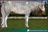 Horse Color:Silver Smoky Blue Roan Splash Tobiano