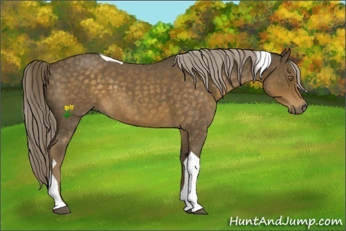 Horse Color:Chocolate Palomino Roan Tobiano