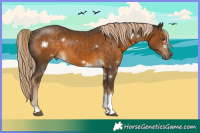 Horse Color:White Spotted Chocolate Palomino Tobiano Rabicano