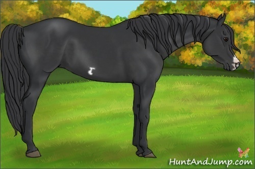 Horse Color:Black Frame 