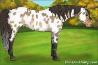 Horse Color:Buckskin Dun Sabino Appaloosa Rabicano