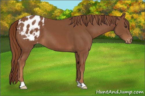 Horse Color:Chestnut Appaloosa 