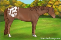 Horse Color:Chestnut Appaloosa 