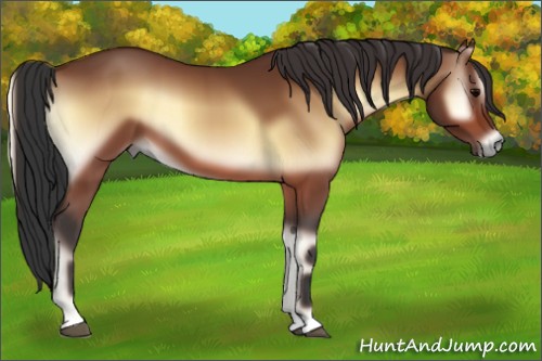 Horse Color:Bay Onyx 