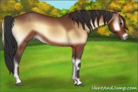 Horse Color:Bay Onyx 