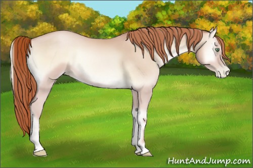 Horse Color:Buckskin Pearl Onyx 