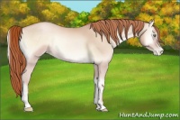 Horse Color:Buckskin Pearl Onyx 