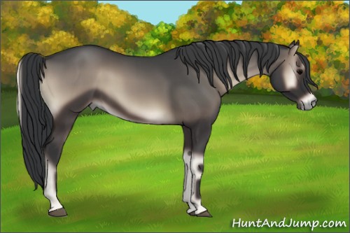 Horse Color:Blue Onyx 