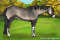 Horse Color:Blue Onyx