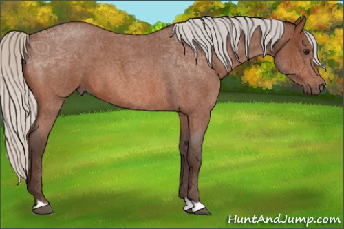Horse Color:Silver Bay Roan 