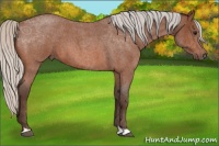 Horse Color:Silver Bay Roan