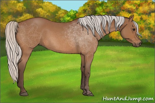 Horse Color:Silver Bay Roan 