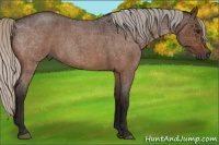 Horse Color:Gray Silver Brown Roan 
