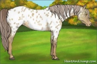 Horse Color:Chocolate Palomino Roan Dun Near Leopard