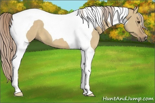 Horse Color:Palomino Dun Tobiano 
