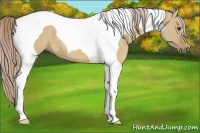 Horse Color:Palomino Dun Tobiano 