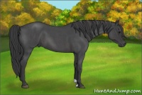 Horse Color:Smoky Blue Roan