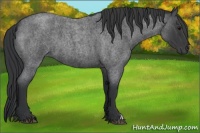 Horse Color:Blue Roan 