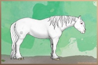 Horse Color:Silver Bay Chinchilla Pearl Tobiano Varnish Rabicano 