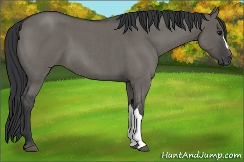 Horse Color:Grullo Roan 