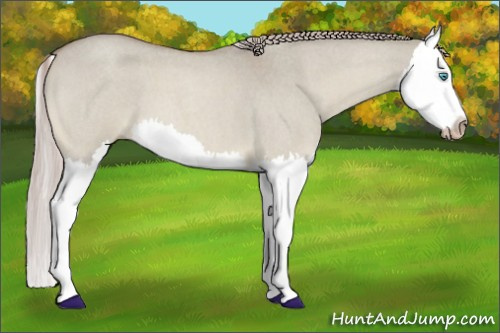Horse Color:Gray Cremello Roan Dun Splash