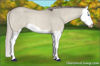 Horse Color:Gray Cremello Roan Dun Splash 