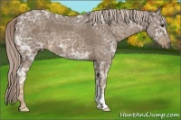 Horse Color:Chocolate Palomino Ice 