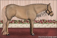 Horse Color:Palomino Roan 