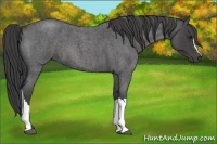 Horse Color:Smoky Blue Roan 