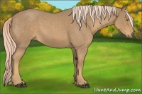 Horse Color:Palomino Roan 