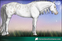 Horse Color:Buckskin Roan Dun Appaloosa 