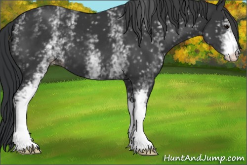Horse Color:White Spotted Black Varnish