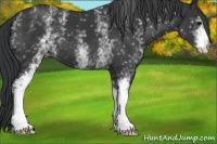 Horse Color:White Spotted Black Appaloosa