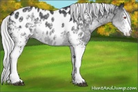 Horse Color:White Spotted Silver Black Chinchilla Appaloosa