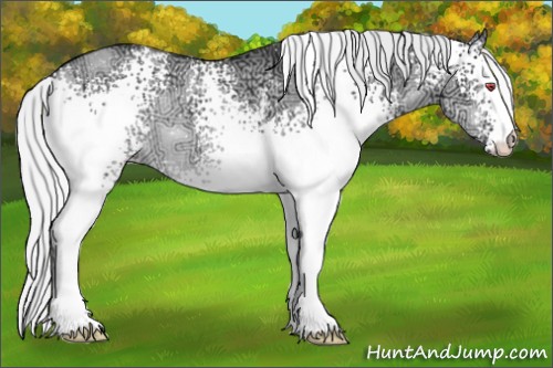 Horse Color:White Spotted Silver Grullo Chinchilla Ice Appaloosa