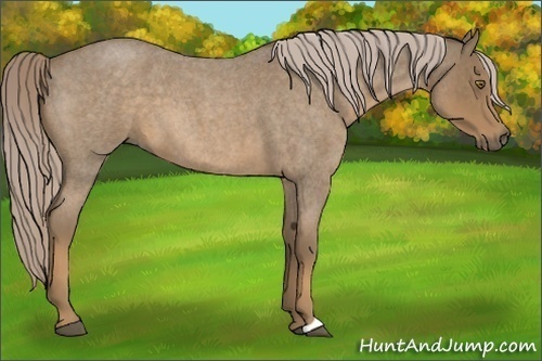 Horse Color:Chocolate Palomino Roan 