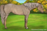 Horse Color:Chocolate Palomino Roan
