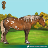 Horse Color:White Spotted Chocolate Palomino 
