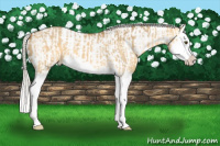 Horse Color:Silver Buckskin Dun Sabino Splash and Silver Bay Dun Sabino Splash Tobiano Appaloosa