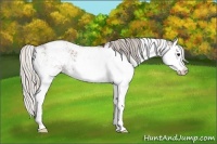 Horse Color:Silver Brown Sabino Splash 