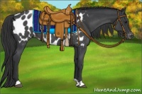 Horse Color:Blue Roan Appaloosa