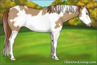 Horse Color:White Spotted Red Dun Splash Frame